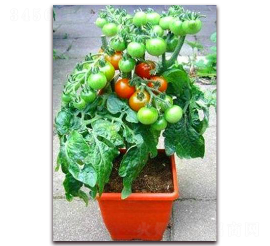 TA07-番茄種子-騁輝種業(yè)