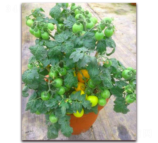 TA04-番茄種子-騁輝種業(yè)