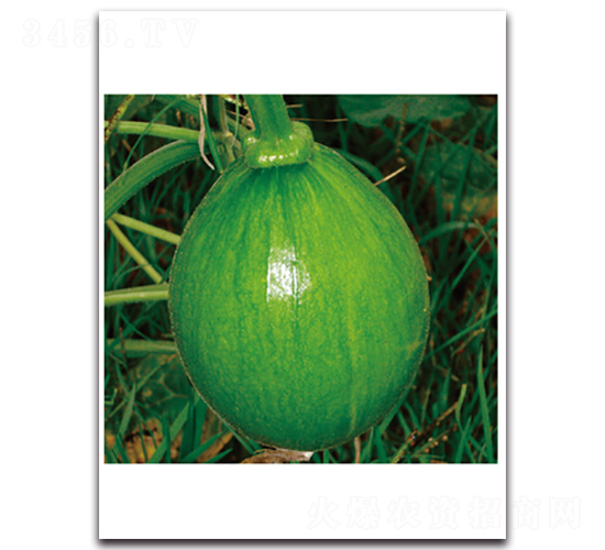 翡翠龍珠-南瓜種子-金脈農(nóng)業(yè)