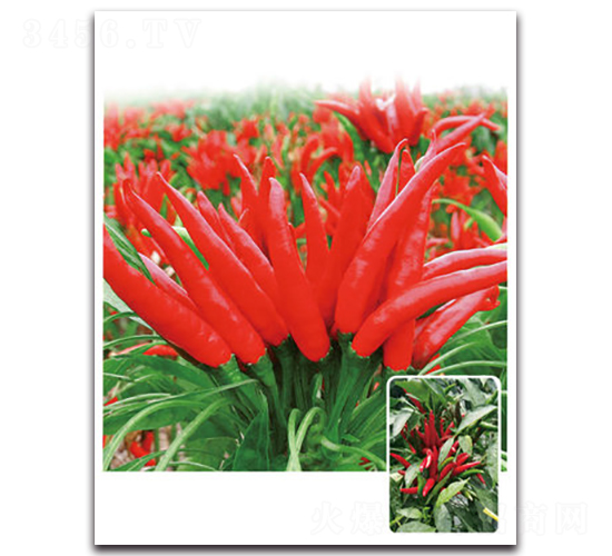 ���3̖-�����N��-���}�r(n��ng)�I(y��)