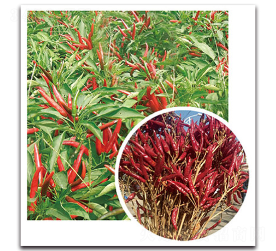 ����5̖-�����N��-���}�r(n��ng)�I(y��)