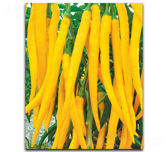 ��G�S���̖-�����N��-���}�r(n��ng)�I(y��)