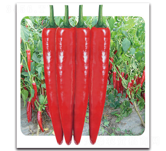 ��tһ̖-�����N��-���}�r�I(y��)