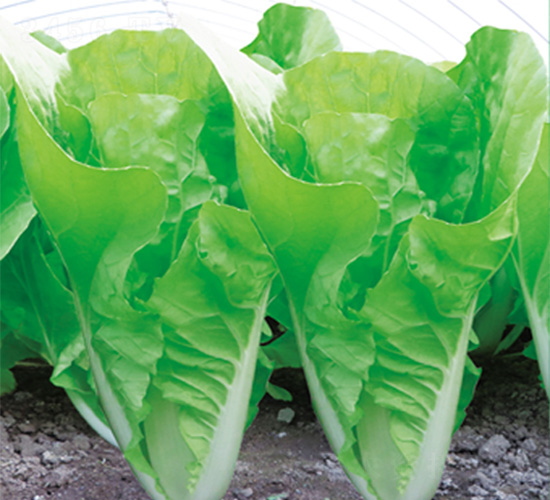 �֠����3̖-��˷N��-�֠��r(n��ng)�I(y��)