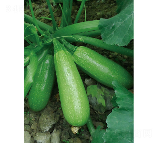 ����5̖(h��o)-�����J�N��-�֠��r(n��ng)�I(y��)