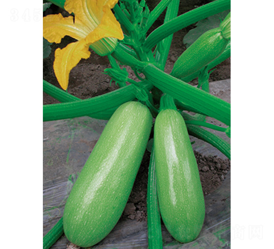 ����-�����J�N��-�֠��r(n��ng)�I(y��)