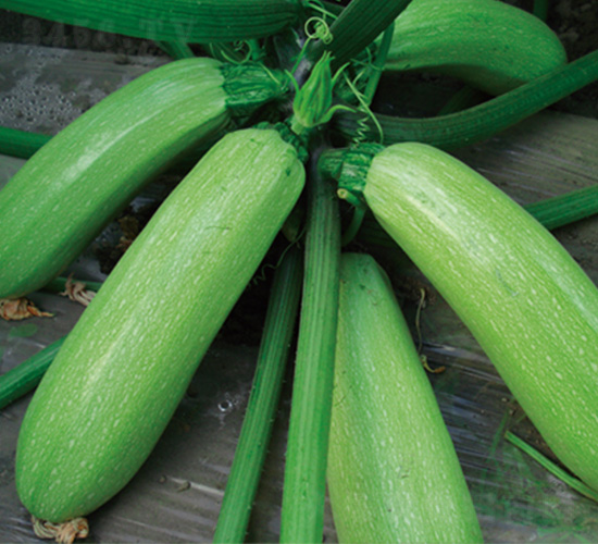 ����6̖-�����J�N��-�֠��r(n��ng)�I(y��)