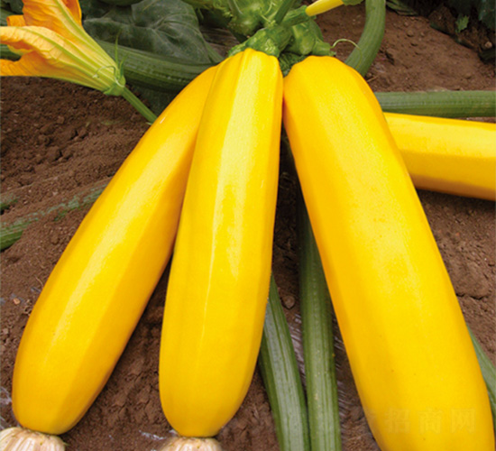 �֠����S-�����J�N��-�֠��r(n��ng)�I(y��)