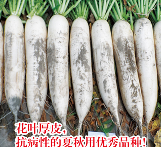 秋德蘿卜-蘿卜種子-沃爾農(nóng)業(yè)