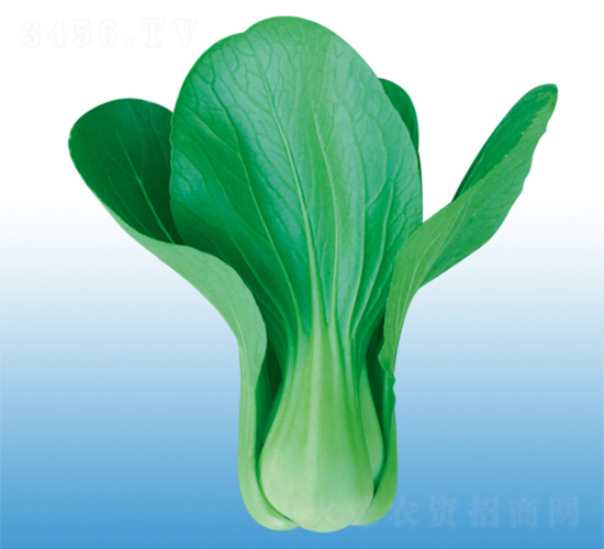 青陽(yáng)-青梗菜種子-沃爾農(nóng)業(yè)