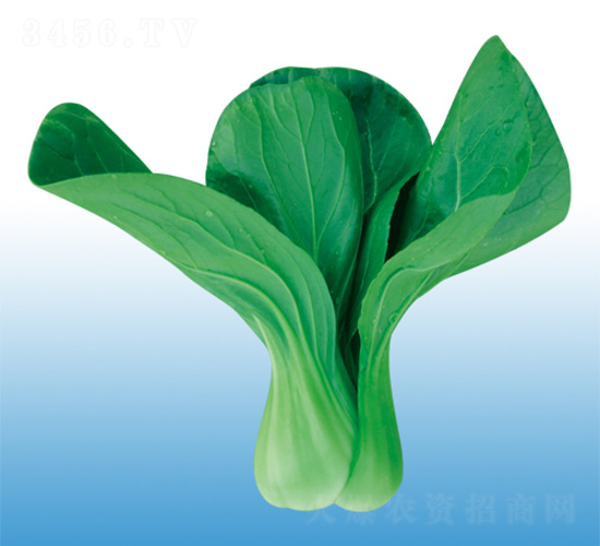 錦陽-青梗菜種子-沃爾農業(yè)