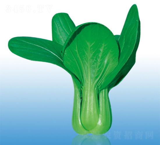 沃爾933-青梗菜種子-沃爾農(nóng)業(yè)