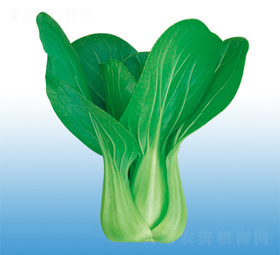 冬秀-青梗菜種子-沃爾農(nóng)業(yè)