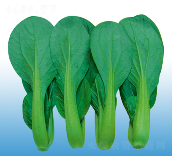 上海青菜仔-青梗菜種子-沃爾農(nóng)業(yè)