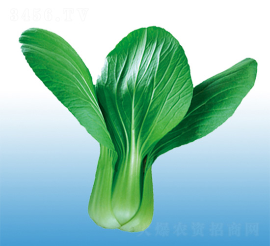 沃爾618-青梗菜種子-沃爾農(nóng)業(yè)