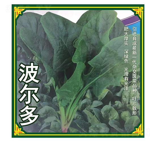 波爾多-菠菜種子-盛琪種子