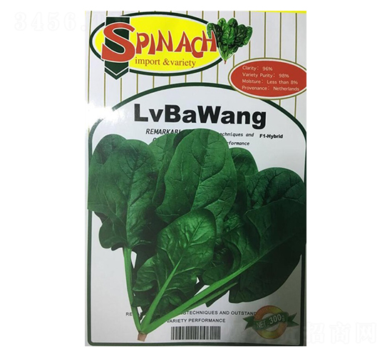 綠霸王雜交一代菠菜種子-盛琪種子