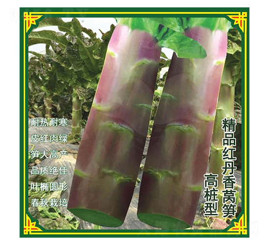 �t�����n�ķN��-ʢ���N��