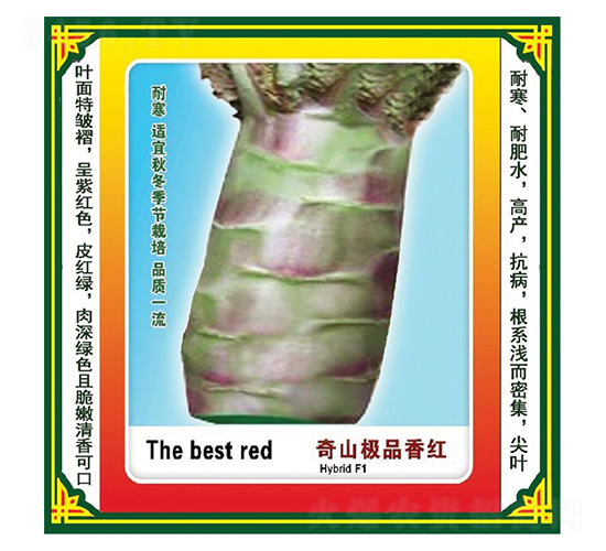 奇山極品香紅-萵苣種子-盛琪種子