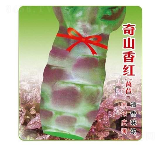 奇山香紅萵筍-萵苣種子-盛琪種子