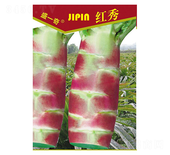 盛一奇紅秀2號(hào)萵苣-萵苣種子-盛琪種子