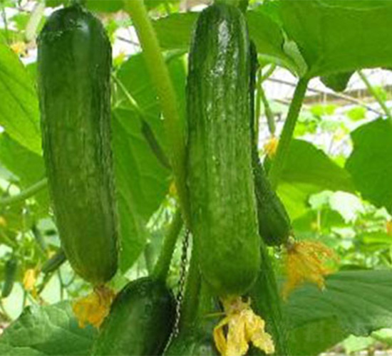 參賽者2號(hào)936-黃瓜種子-哈維農(nóng)業(yè)
