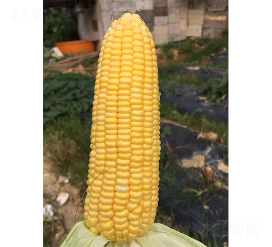 1078-玉米種子-哈維農(nóng)業(yè)