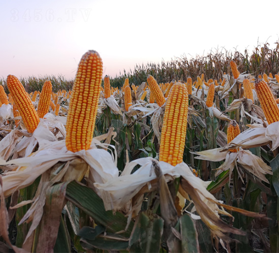 ����2265-���׷N��-���S�r(n��ng)�I(y��)