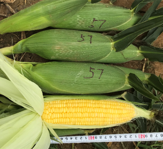 維甜57-玉米種子-哈維農(nóng)業(yè)
