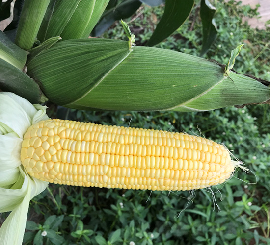 維甜54-玉米種子-哈維農(nóng)業(yè)