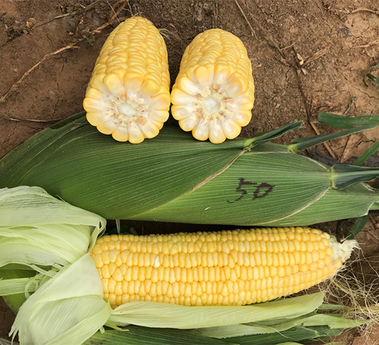 �S��50-���׷N��-���S�r(n��ng)�I(y��)