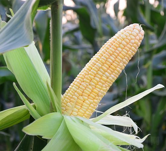 仲甜5號(hào)-玉米種子-哈維農(nóng)業(yè)