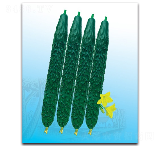 夏強56黃瓜-黃瓜種子-科翔種業(yè)