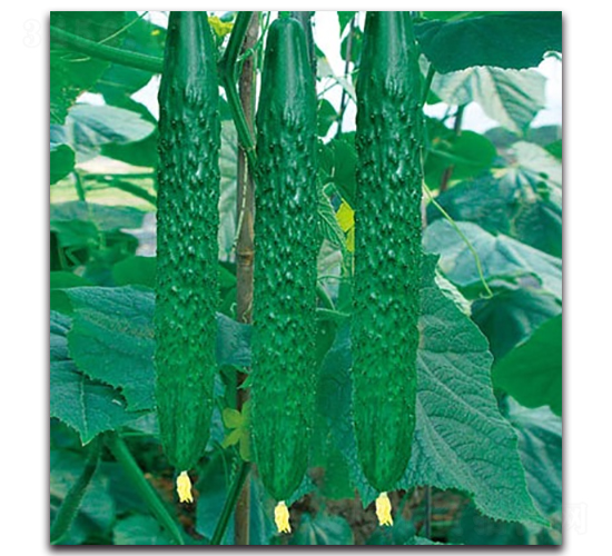 紅力555黃瓜-黃瓜種子-科翔種業(yè)