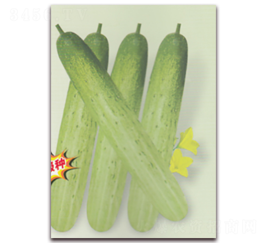 玉笛黃瓜-黃瓜種子-科翔種業(yè)