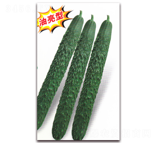 新華玉H-001黃瓜-黃瓜種子-科翔種業(yè)