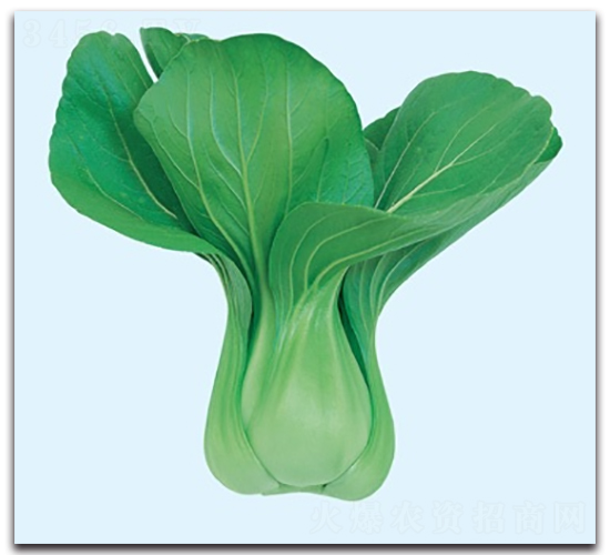 ����-�๣�˷N��-����N�I(y��)