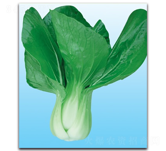 ����-�๣�˷N��-����N�I(y��)