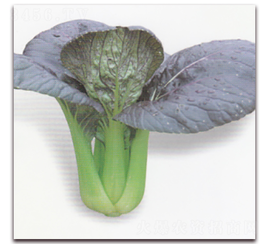 �����๣��-�๣�˷N��-����N�I(y��)