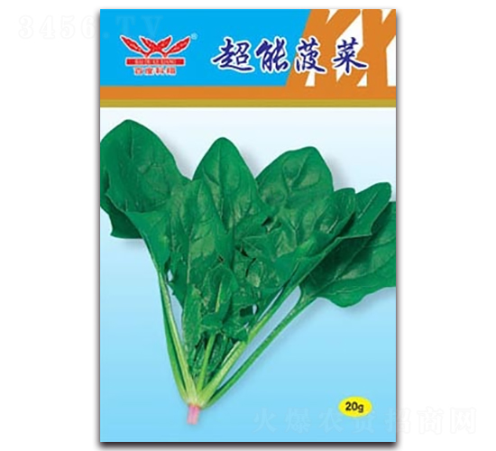 超能菠菜-菠菜種子-科翔種業(yè)