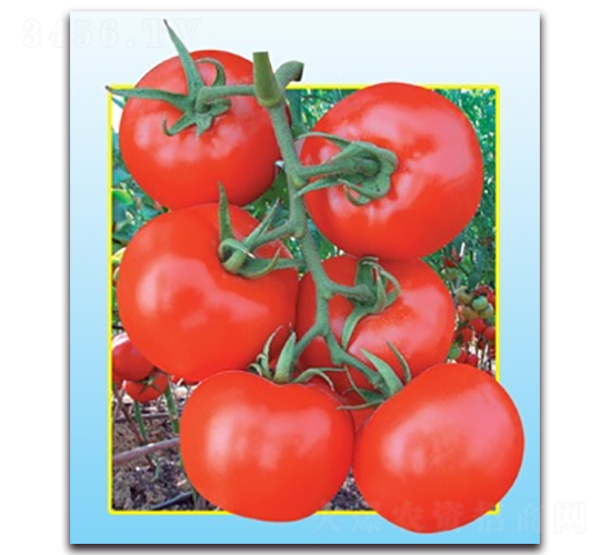 眾盈蕃茄-番茄種子-科翔種業(yè)