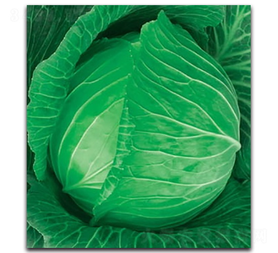 未來789甘藍(lán)-甘藍(lán)種子-科翔種業(yè)