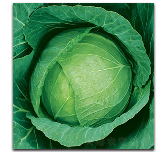 未來783甘藍(lán)-甘藍(lán)種子-科翔種業(yè)