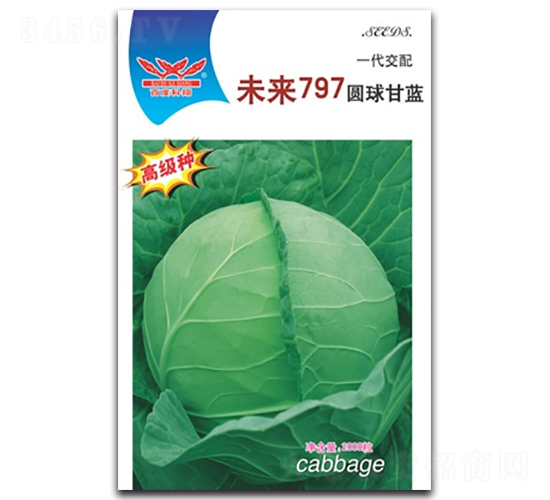 未來797-甘藍種子-科翔種業(yè)