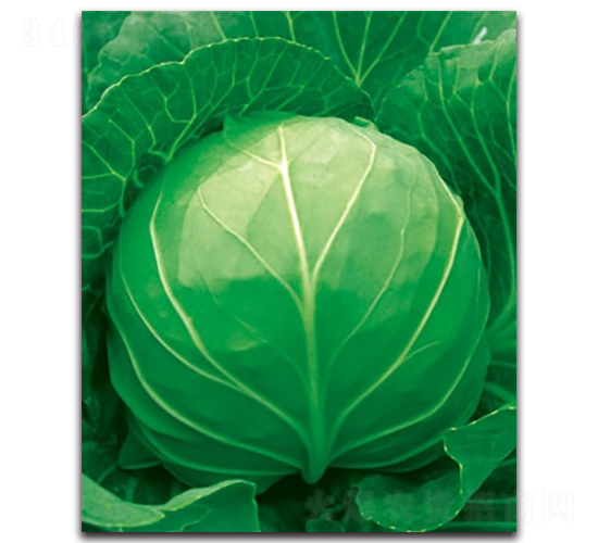 δ��055���{-���{�N��-����N�I(y��)