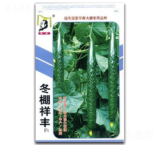冬棚祥豐F1-黃瓜種子-秦皇