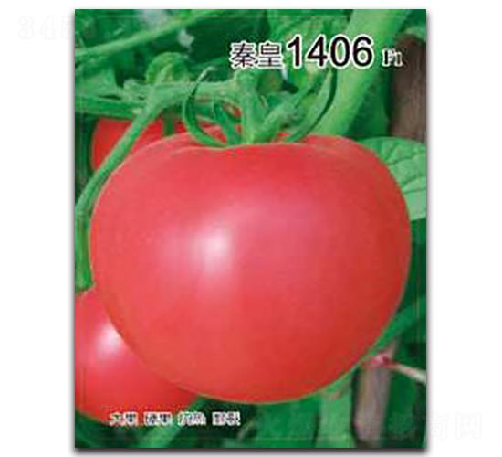 秦皇1406F1-番茄種子-秦皇