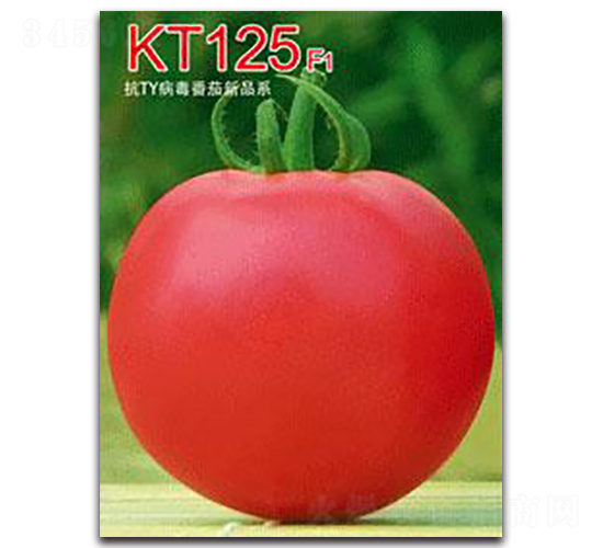 KT125F1-番茄種子-秦皇