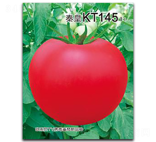 秦皇KT145F1-番茄種子-秦皇