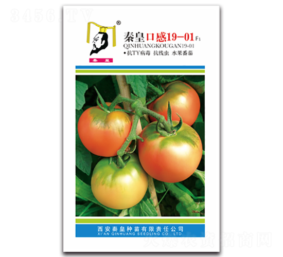 秦皇口感19-01F1-番茄種子-秦皇